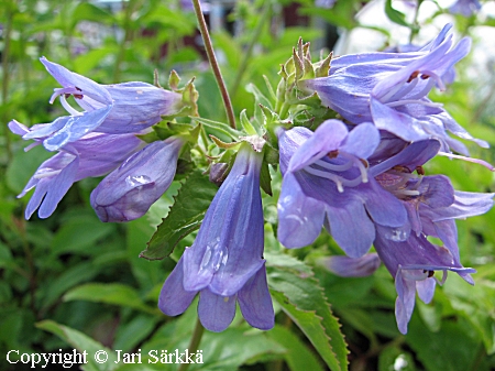 Varpupipo, Penstemon fruticosus
